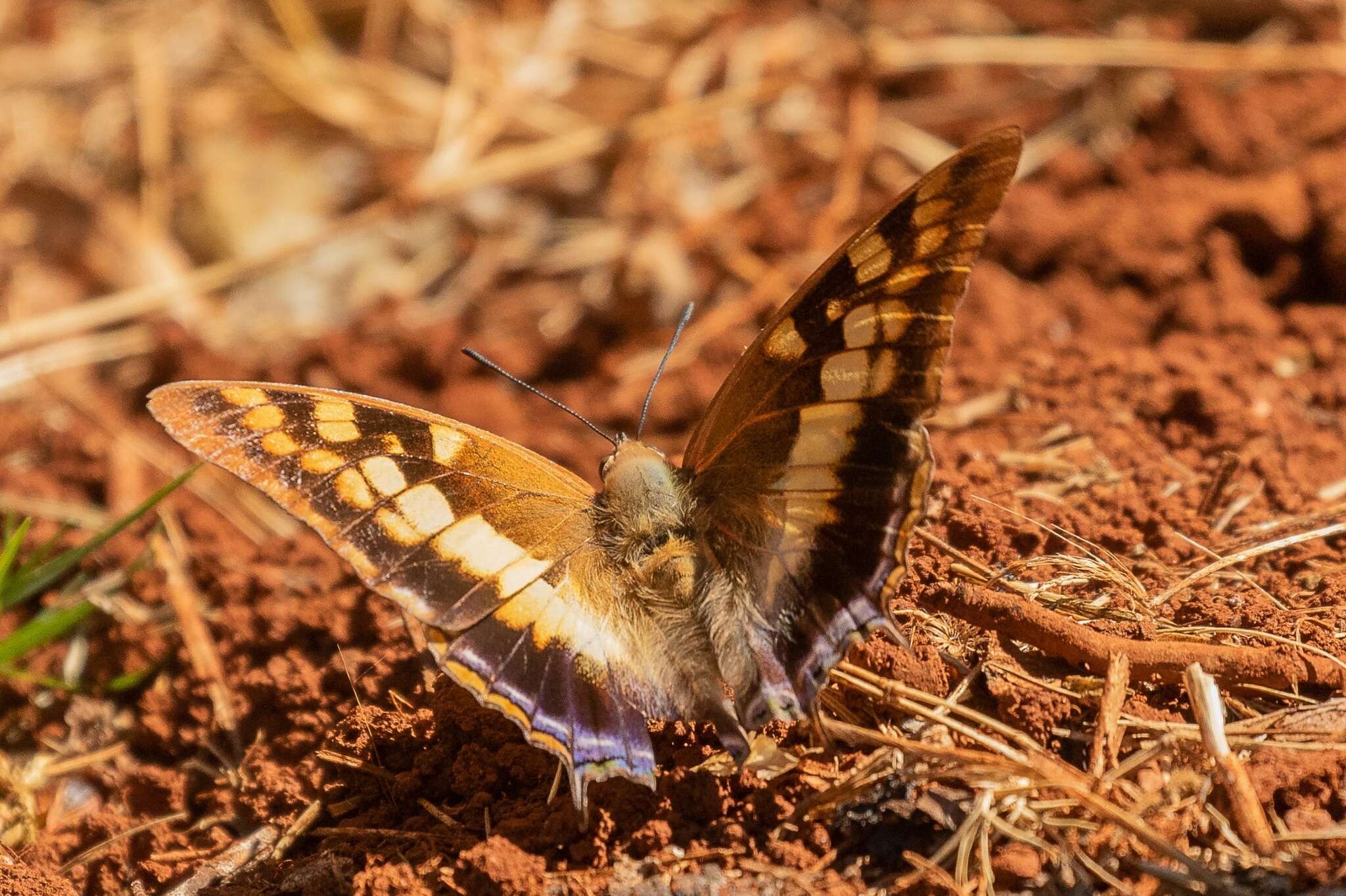 Image of Blue-spangled Charaxes