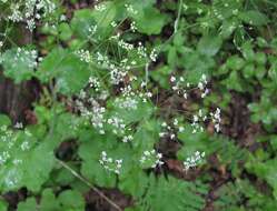 Pimpinella tripartita Kalenicz. resmi