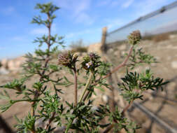 Imagem de Glandularia parodii Covas & Schnack