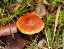 Image of Gymnopilus allantopus (Berk.) Pegler 1965