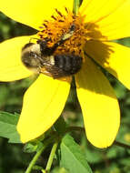 Image of Common Eastern Bumblebee