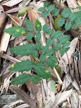 Aralia decaisneana Hance resmi