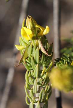 Image of Aspalathus mundiana Eckl. & Zeyh.