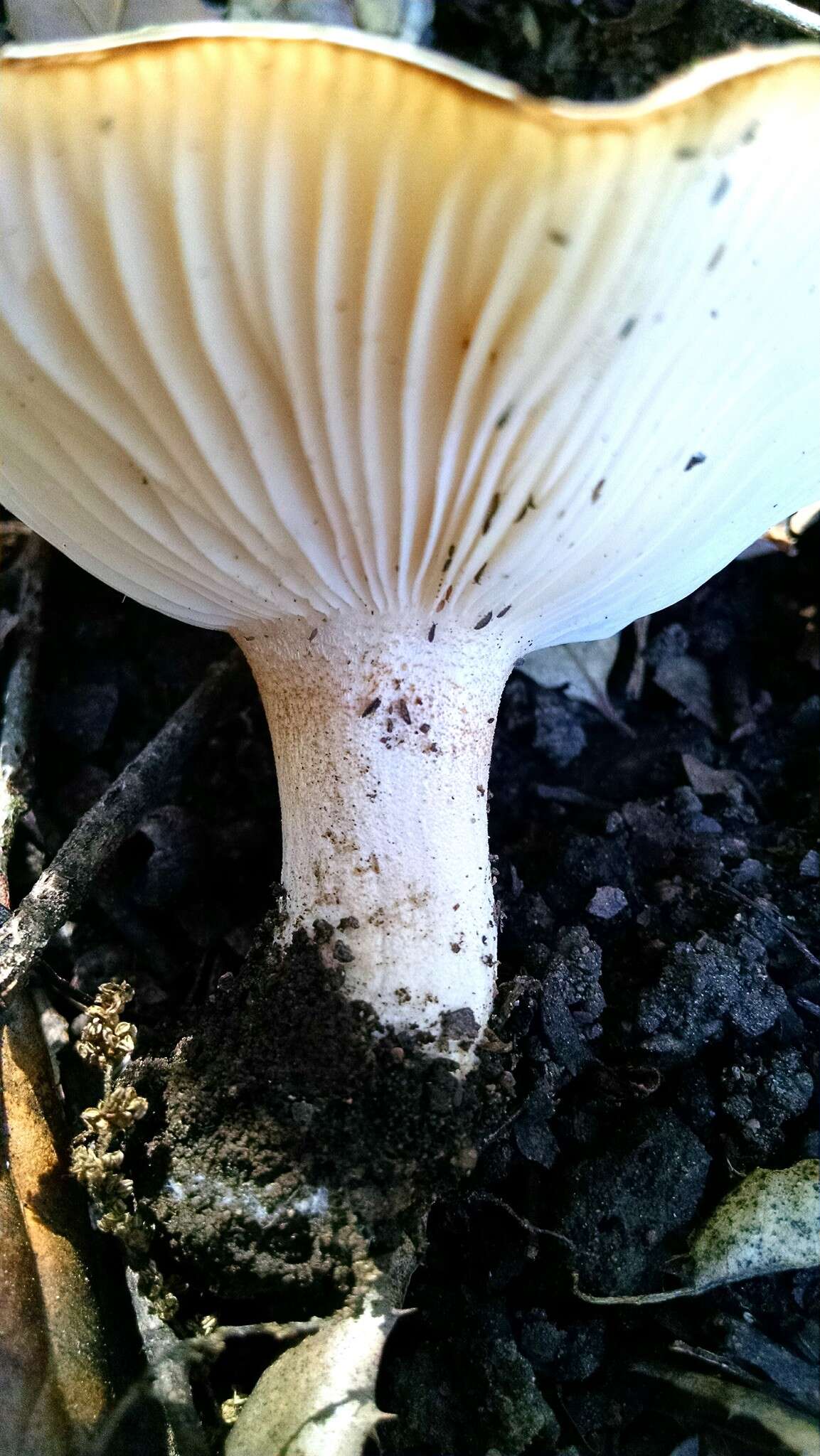 Image of Hygrophorus roseobrunneus Murrill 1916