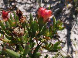 Image of Lampranthus glaucoides (Haw.) N. E. Br.