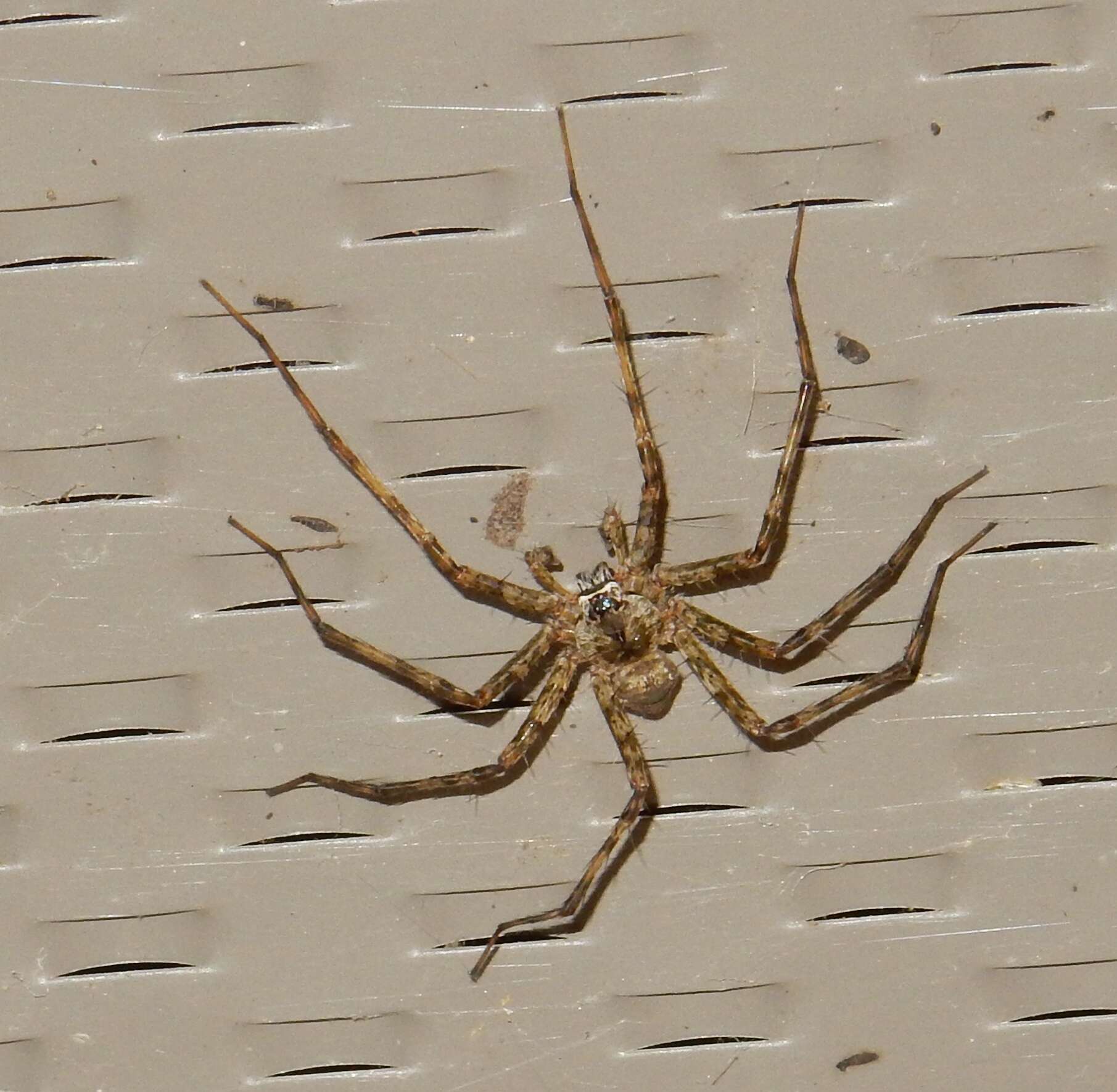 Image of Dolomedes vittatus Walckenaer 1837