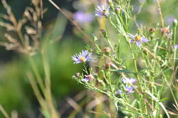 Sivun Symphyotrichum robynsianum (J. Rousseau) L. Brouillet & Labrecque kuva