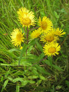 Imagem de Inula japonica Thunb.