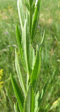 Image of bastard speedwell