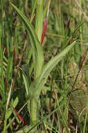 Image de Habenaria nyikana Rchb. fil.