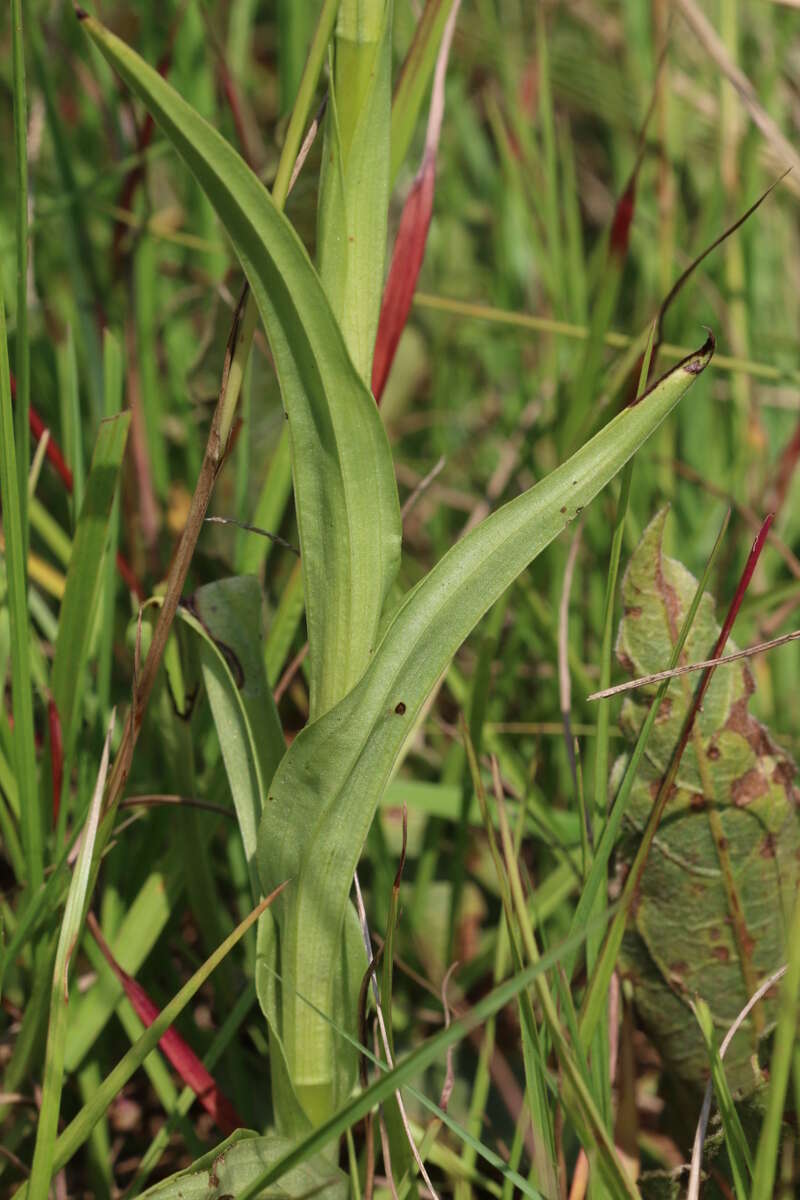 Habenaria nyikana Rchb. fil. resmi