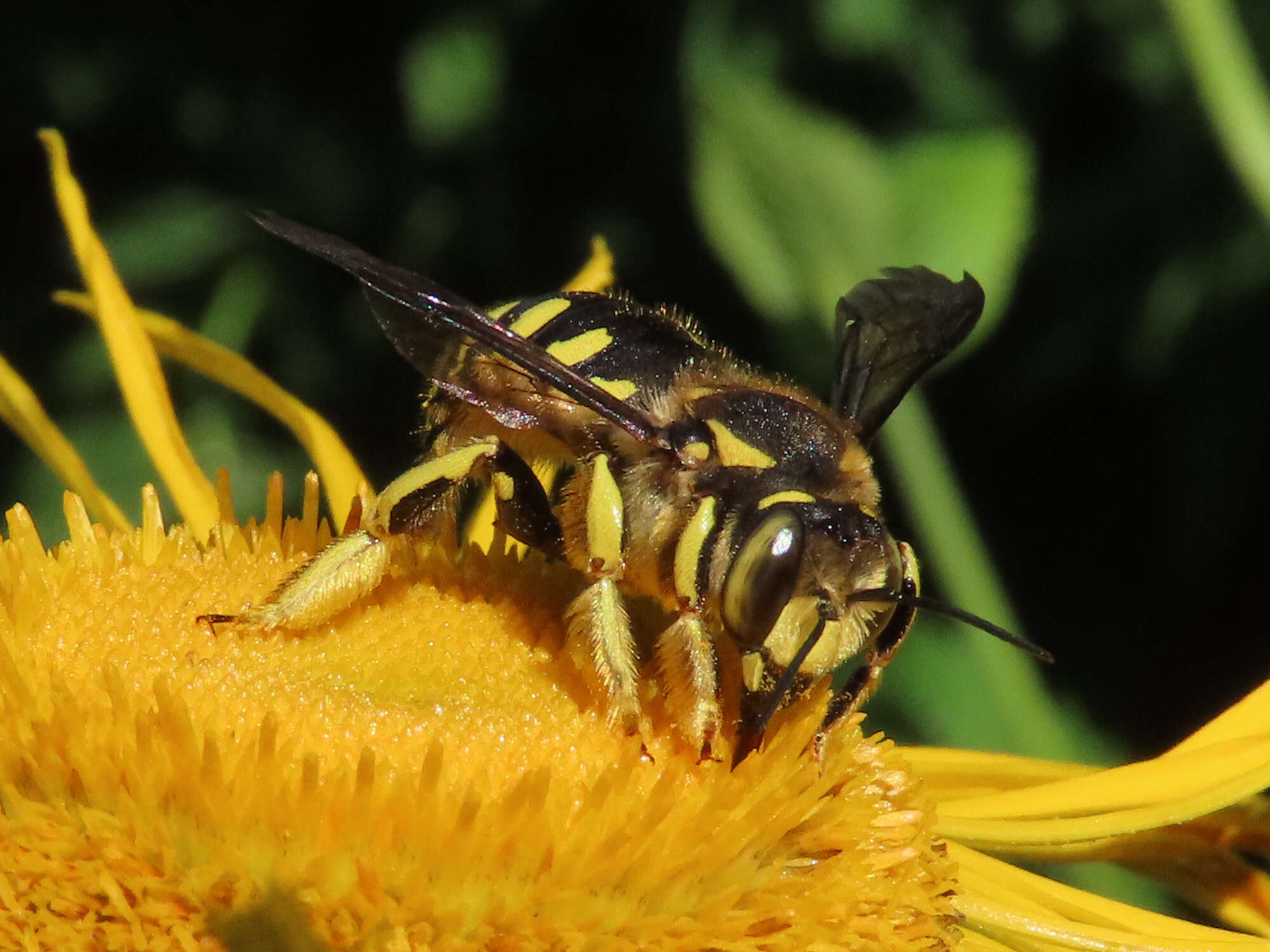 Image de Anthidium florentinum (Fabricius 1775)