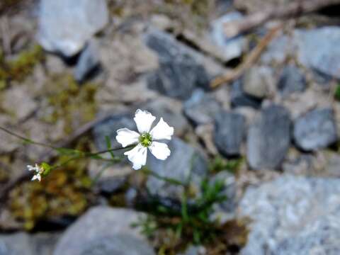 Image of Heliosperma pusillum (Waldst. & Kit.) Rchb.