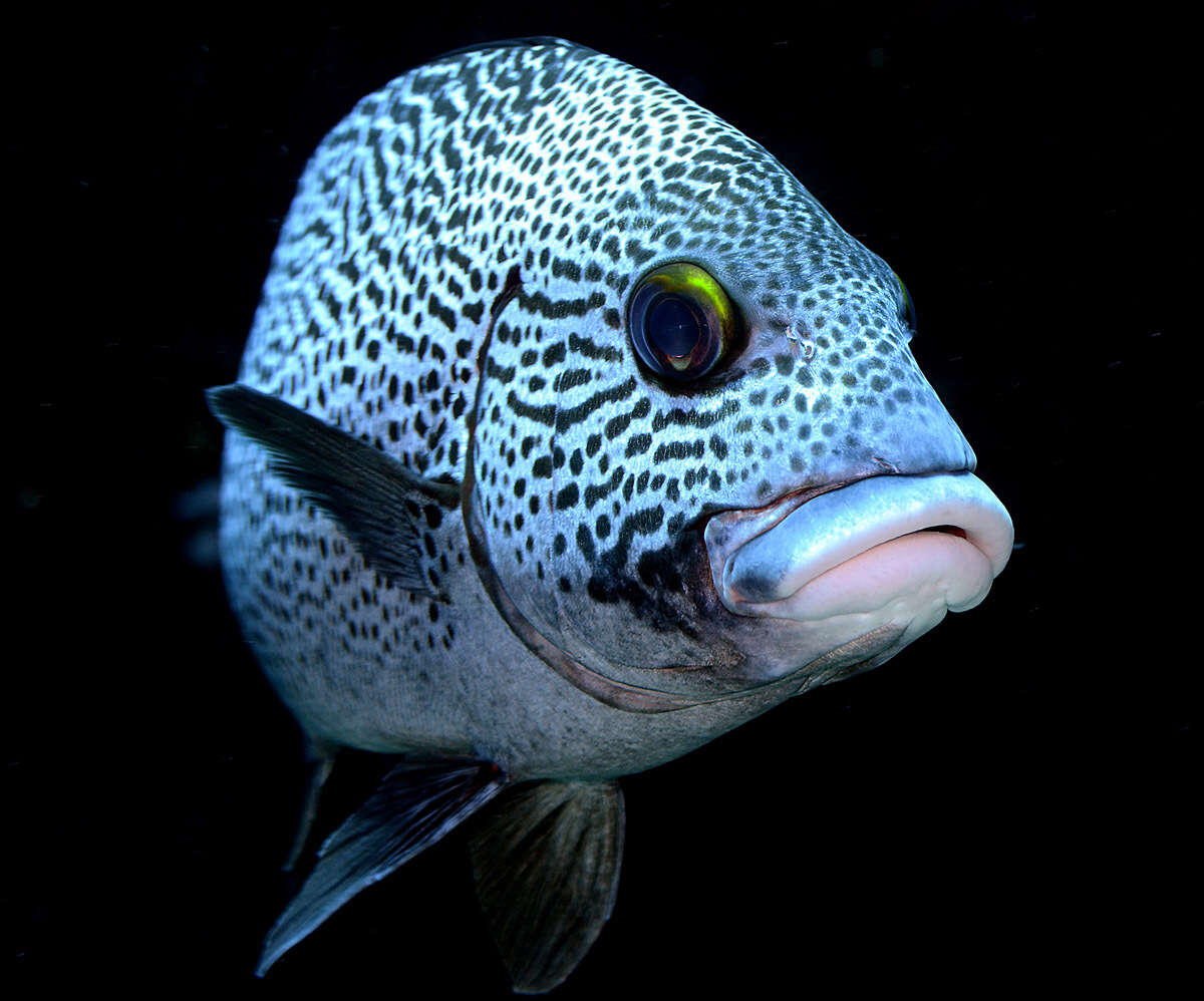 Image of Dotted sweetlips