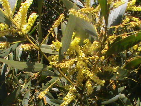 Imagem de Acacia longifolia (Andrews) Willd.