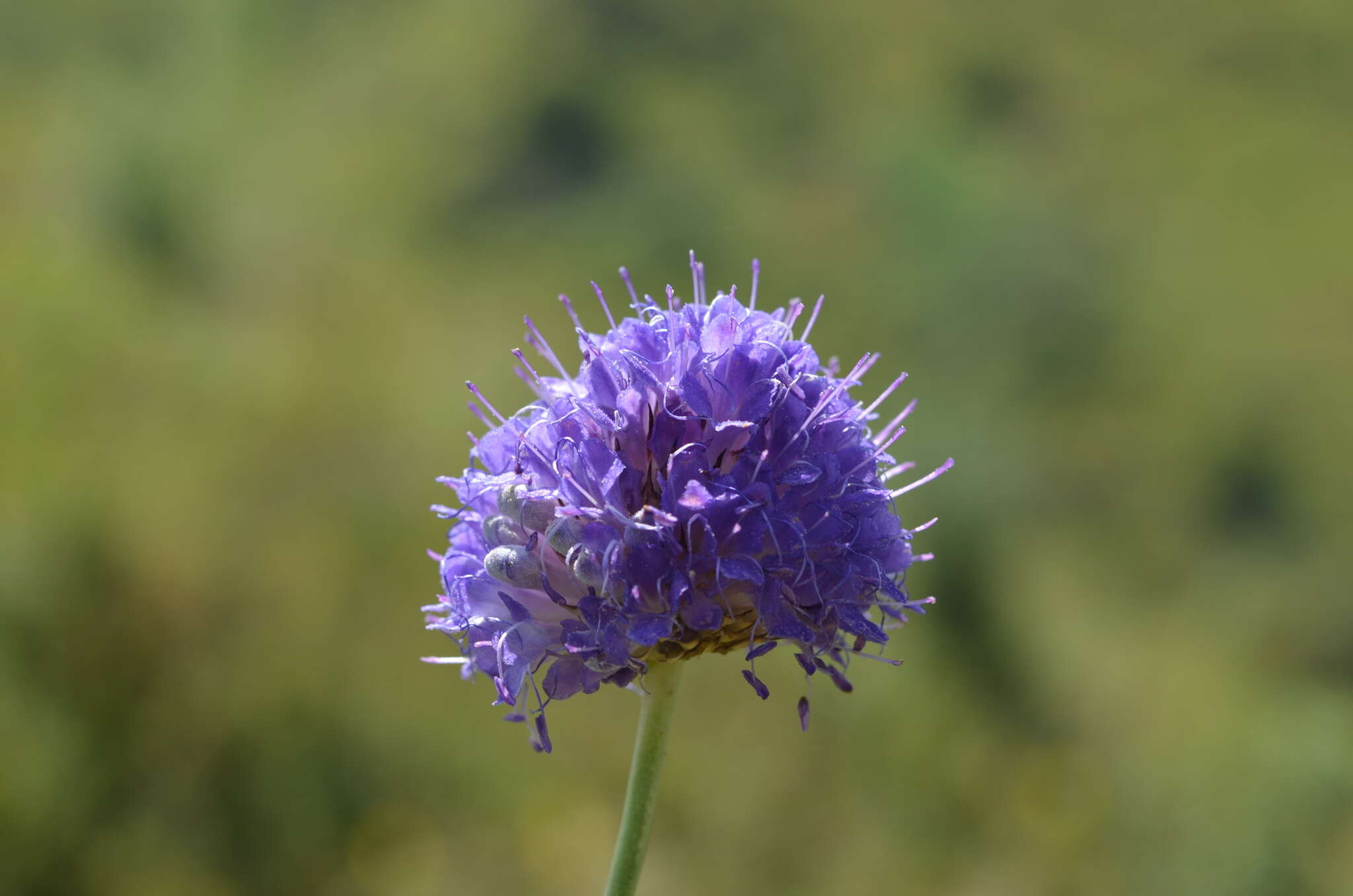 Image de Dipsacus azureus Schrenk