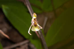 Imagem de Chiloglottis seminuda D. L. Jones