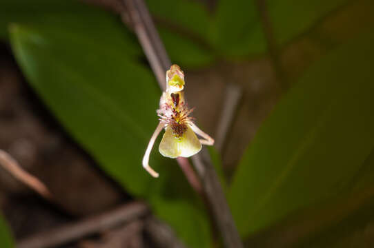 Imagem de Chiloglottis seminuda D. L. Jones