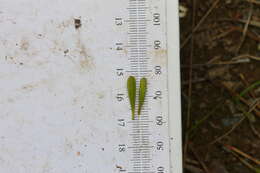 Image of Small sundrops