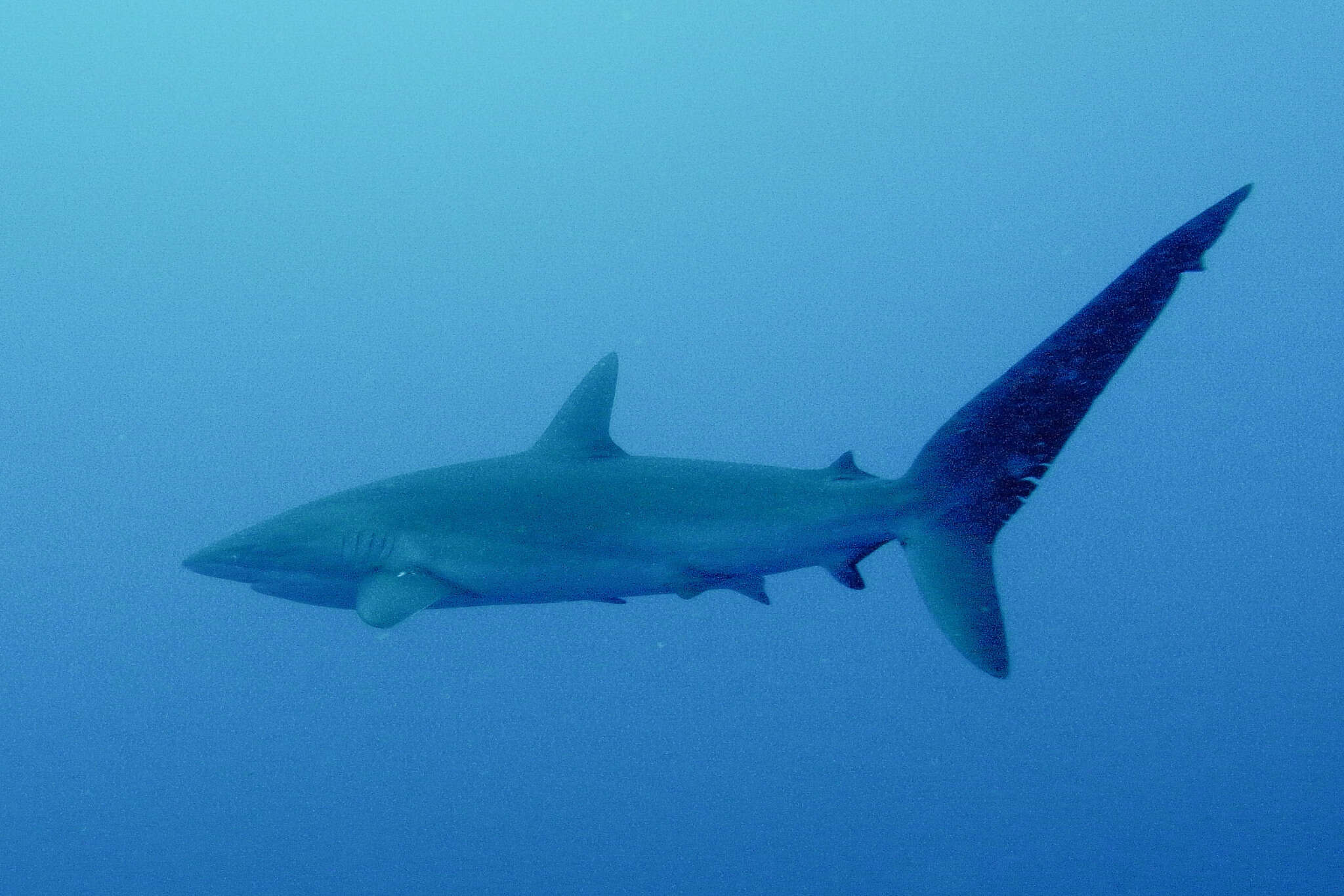 Image of Silky Shark