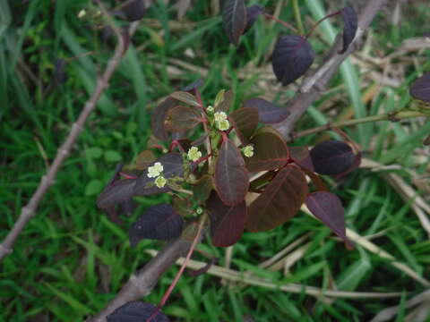 Image of Mexican shrubby spurge