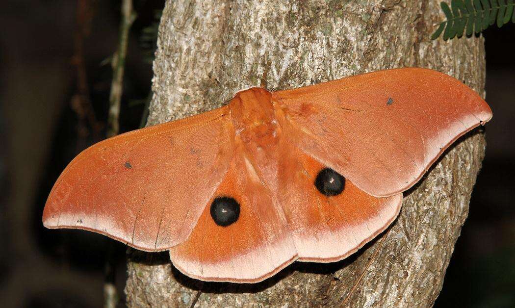 Imagem de Pseudobunaea natalensis (Aurivillius 1893)