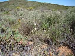 Image of Moraea radians (Goldblatt) Goldblatt