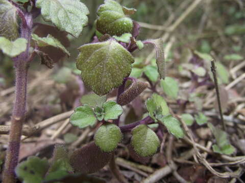 Image de Plectranthus strigosus Benth. ex E. Mey.