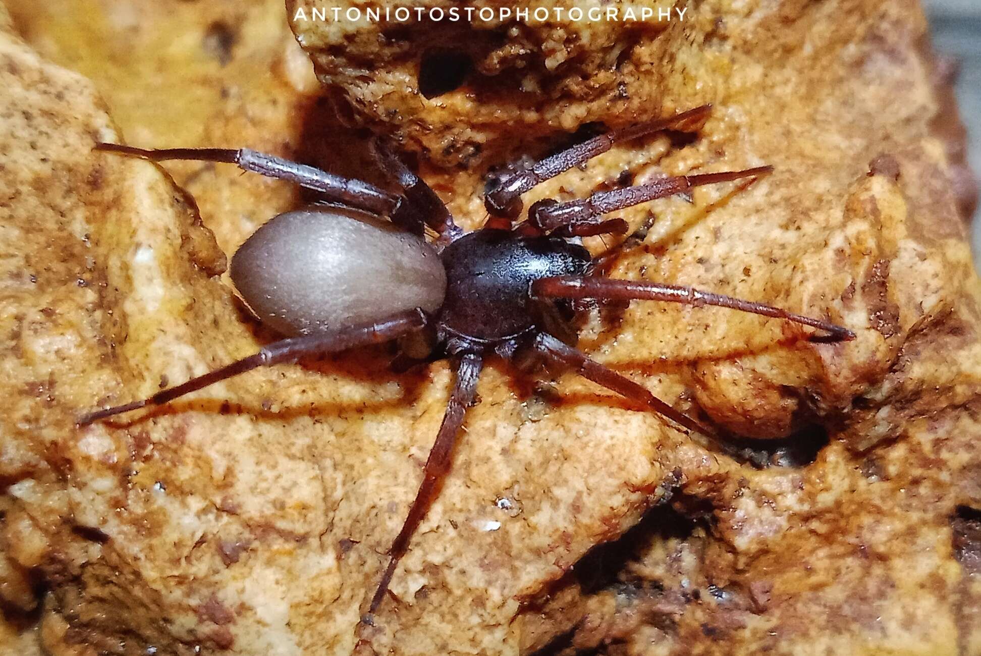 Image of Antmimic spider