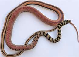 Image of Ornate Olympic Snake