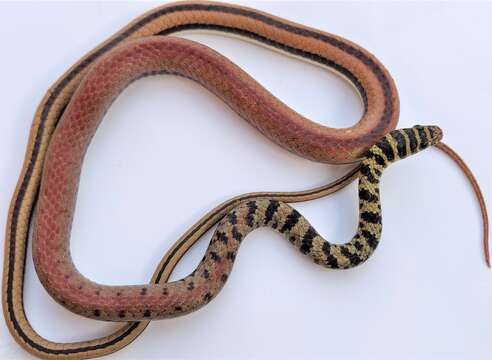 Image de Psammophis praeornatus (Schlegel 1837)