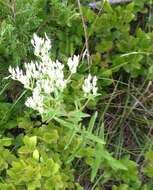 Image of white thoroughwort