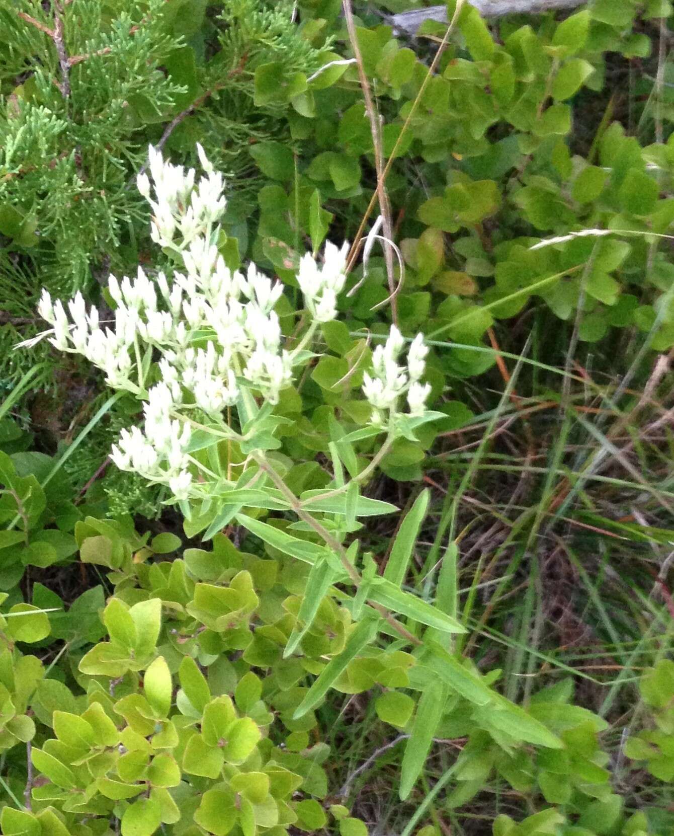 Eupatorium subvenosum (A. Gray) E. E. Schill.的圖片