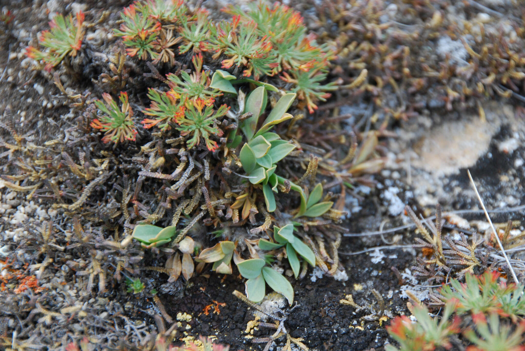 Plancia ëd Oxytropis triphylla (Pall.) Pers.