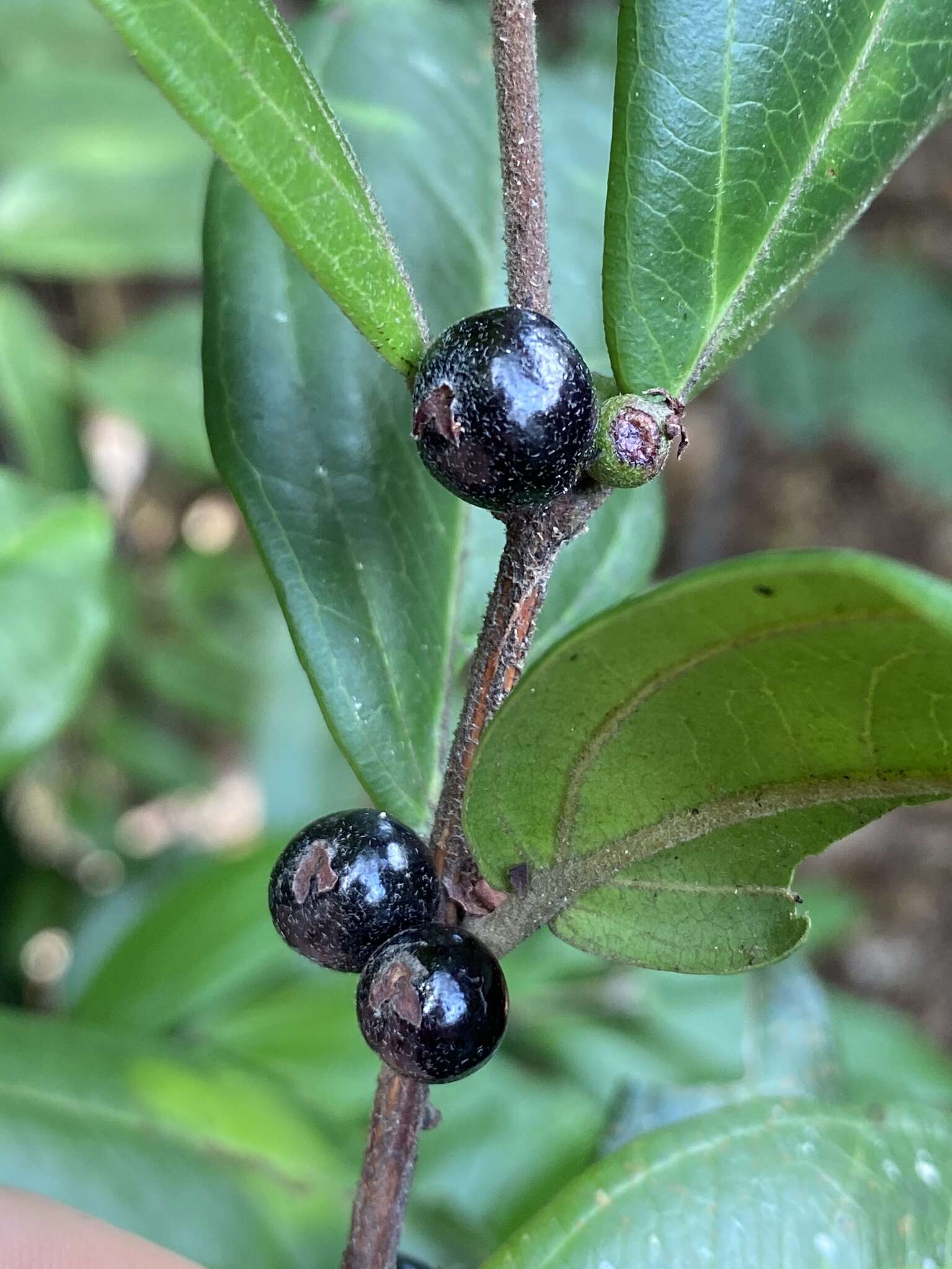 Rhodamnia sessiliflora Benth. resmi