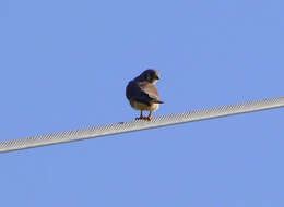 Image of American Kestrel