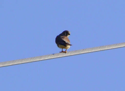 Image of American Kestrel