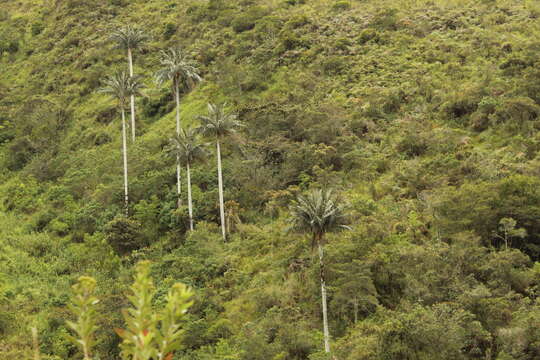 Ceroxylon quindiuense (H. Karst.) H. Wendl. resmi