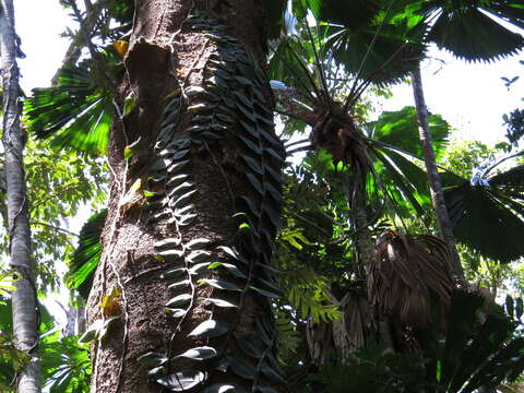 Image of Rhaphidophora hayi P. C. Boyce & Bogner