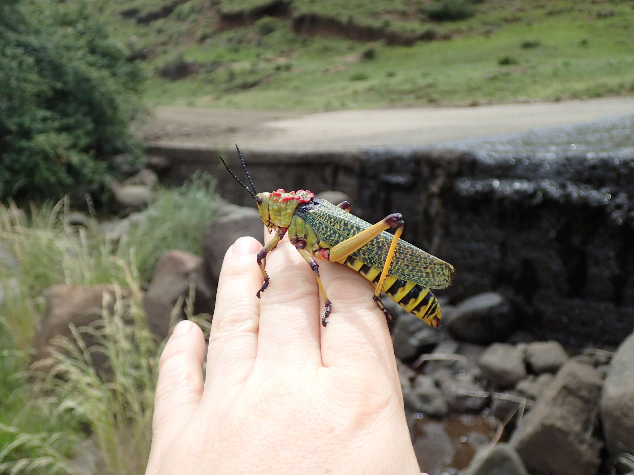 صورة Phymateus (Phymateus) karschi Bolívar & I. 1904