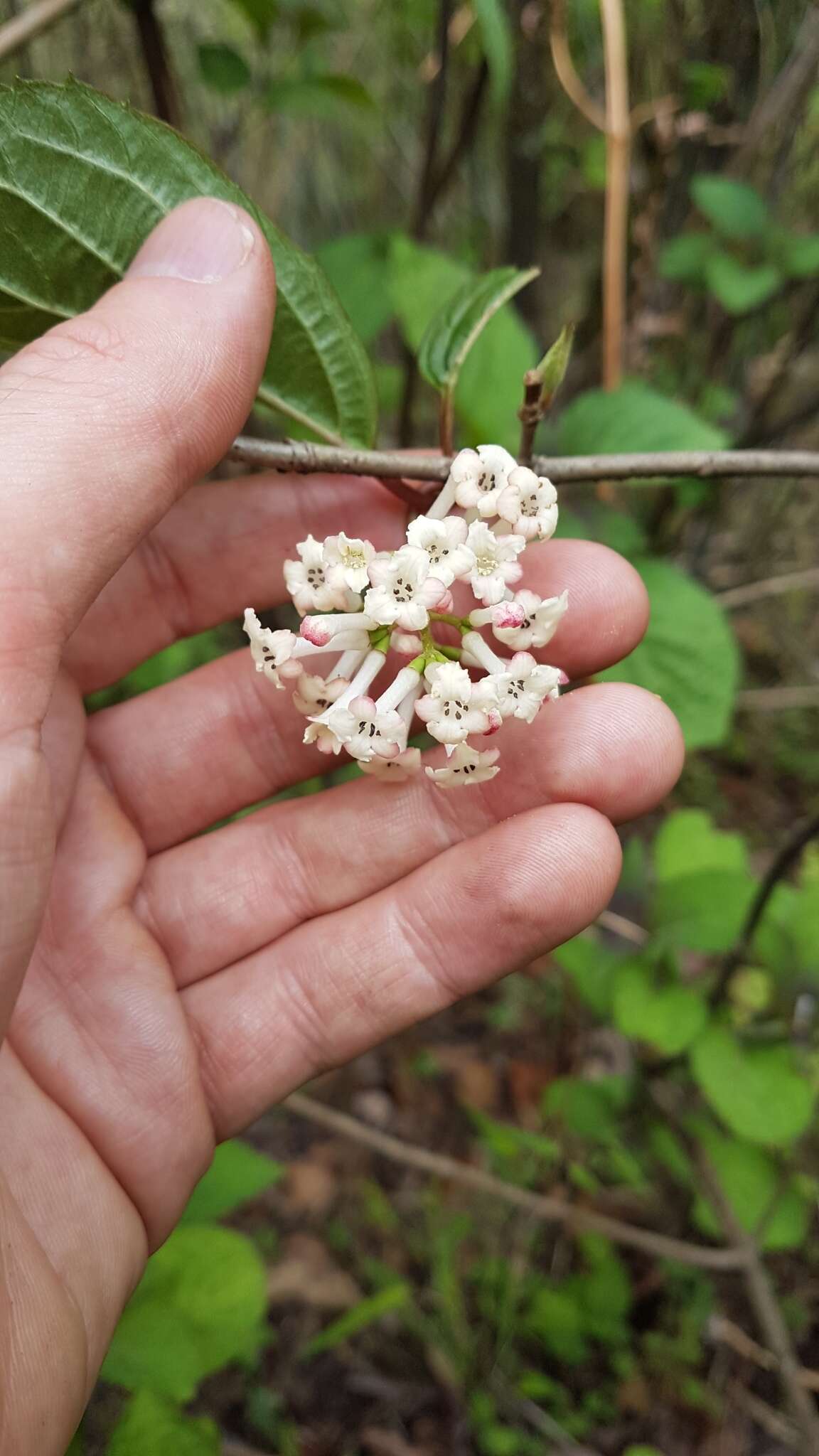 Image of Reddish viburnum