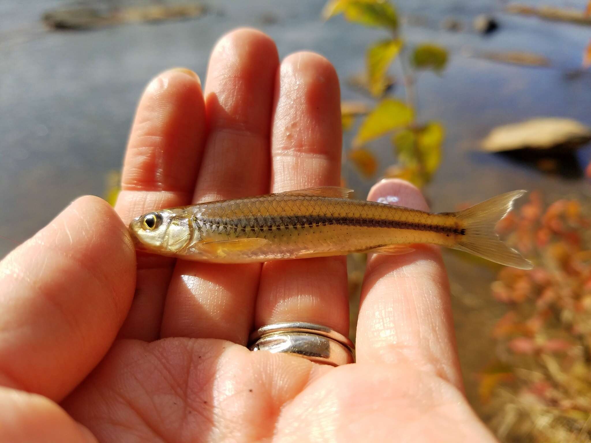 Imagem de Notropis hudsonius (Clinton 1824)