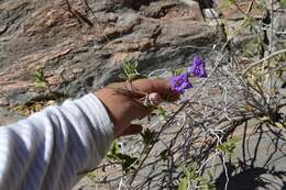 صورة Ruellia californica (Rose) I. M. Johnston