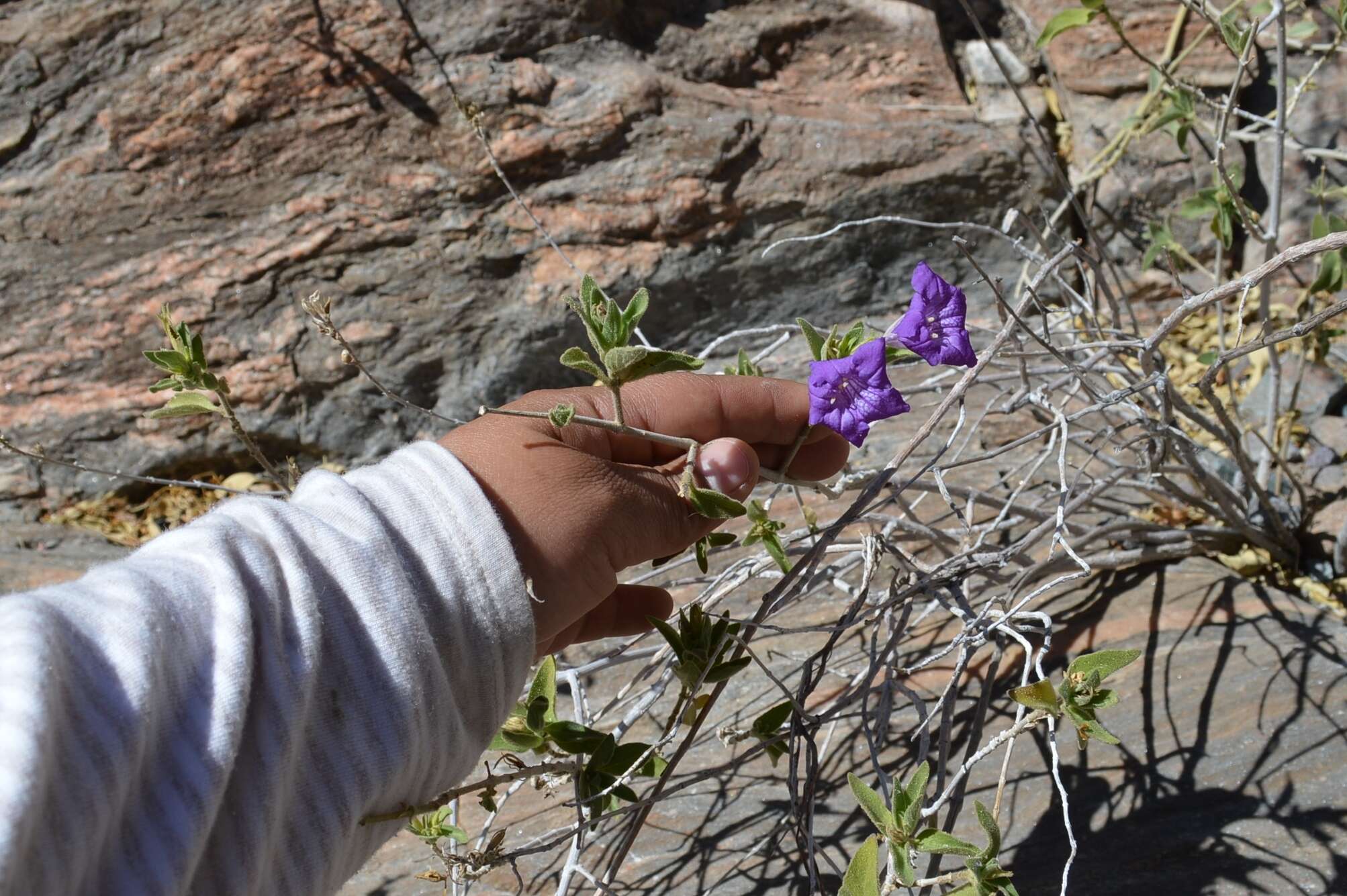 صورة Ruellia californica (Rose) I. M. Johnston