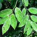 Image de Aporosa indoacuminata Chakrab. & N. P. Balakr.