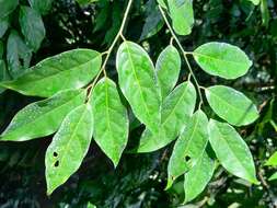 Plancia ëd Aporosa indoacuminata Chakrab. & N. P. Balakr.