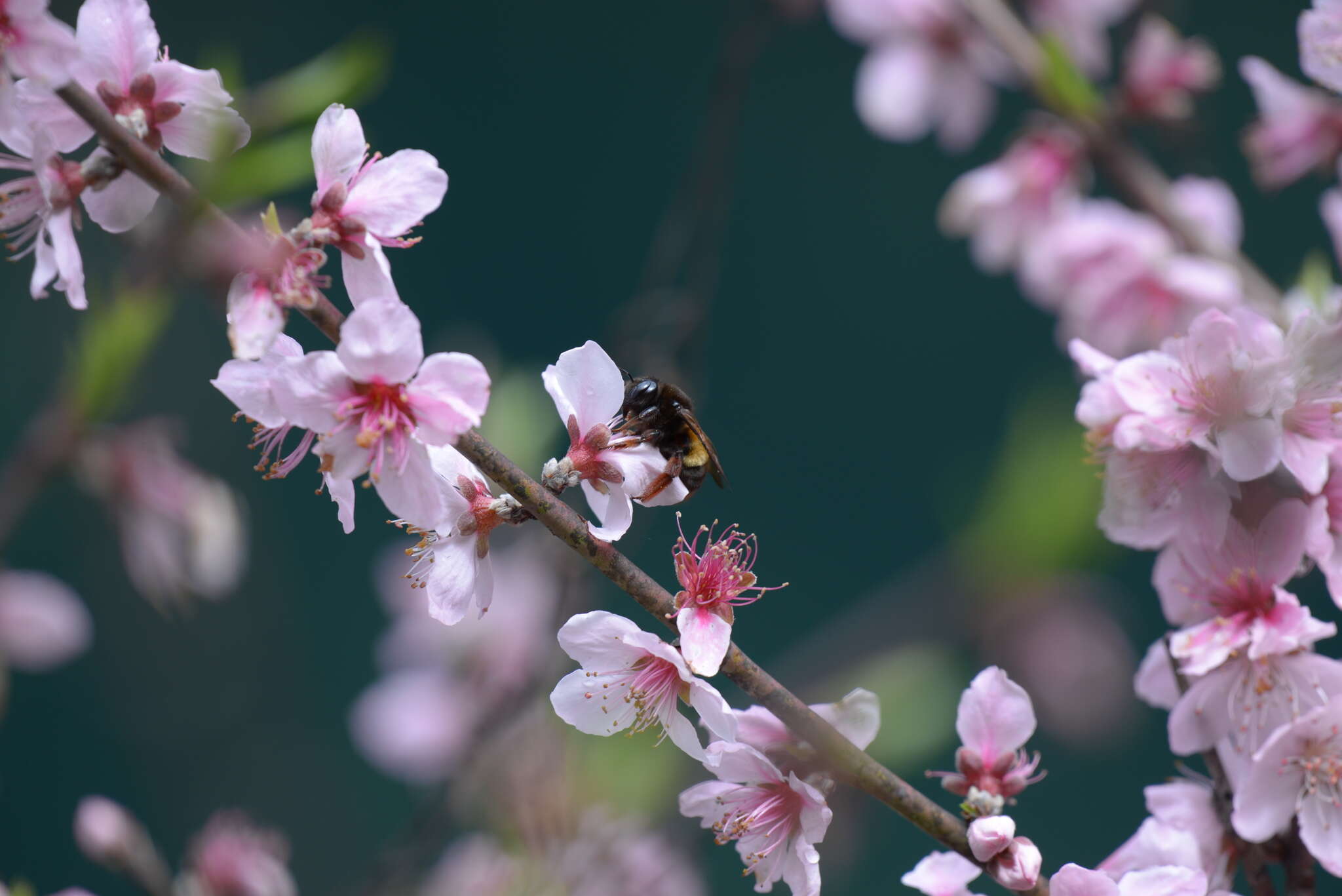 Image of Xylocopa chinensis Friese 1911