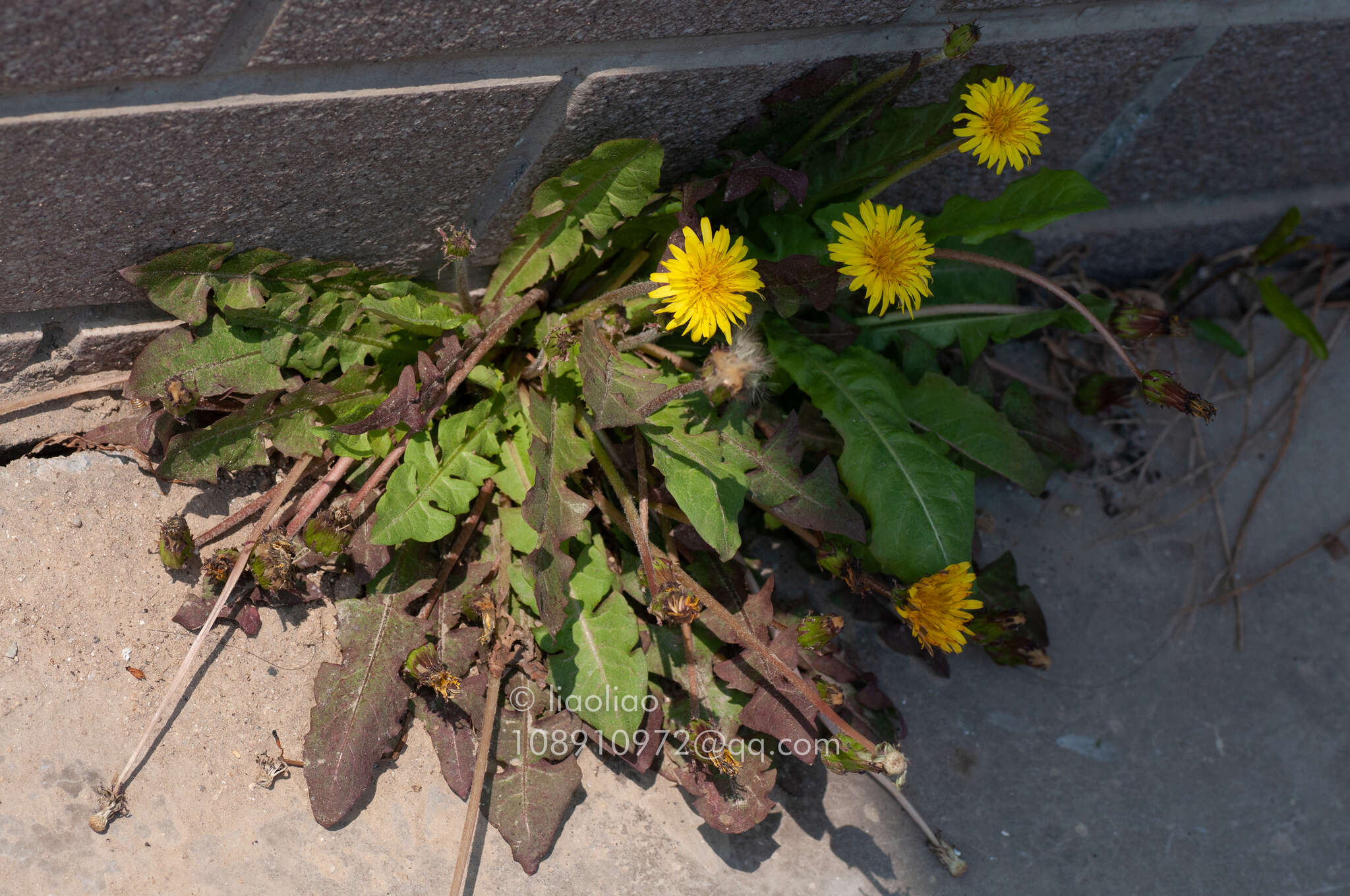 Image of Taraxacum mongolicum Hand.-Mazz.