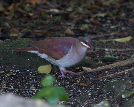 Image of Key West Quail-Dove