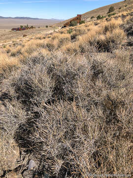 Image of Gray Ephedra